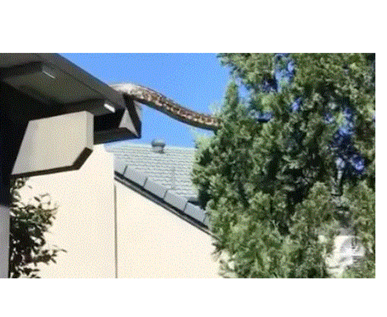 Αυστραλία: Πύθωνας 5 μέτρων κάνει... βόλτα στη στέγη σπιτιού - Το viral βίντεο που κόβει την ανάσα