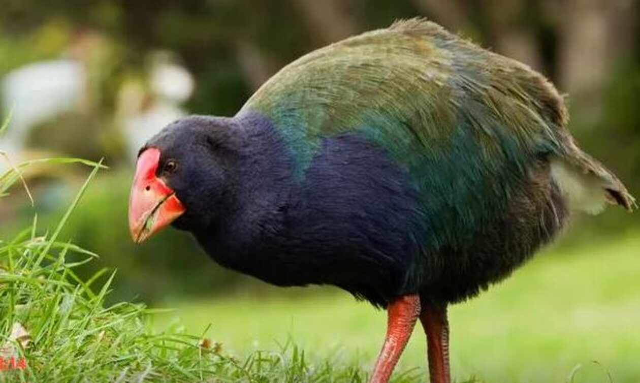 Νέα Ζηλανδία: Εξαφανισμένο προϊστορικό πουλί εμφανίστηκε μετά από 100 χρόνια