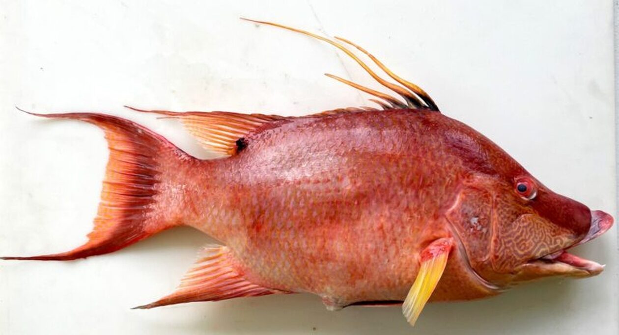 Ανακάλυψαν ψάρι που «βλέπει» με το δέρμα του ακόμη και μετά το θάνατό του