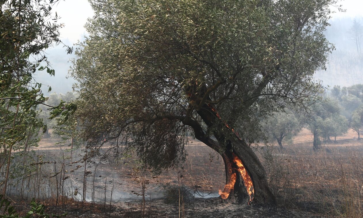 Φωτιά στον Έβρο: Ήχησε ξανά το 112 για εκκένωση της περιοχής Κοτρωνιά