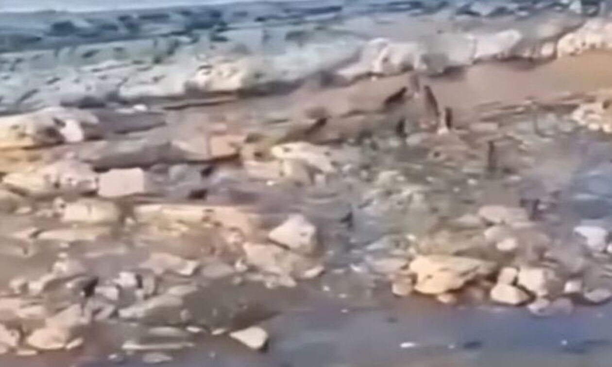 Ρωσία: Αγέλη άγριων σκύλων κυνηγά αγόρι σε παραλία - Βίντεο που κόβει την ανάσα