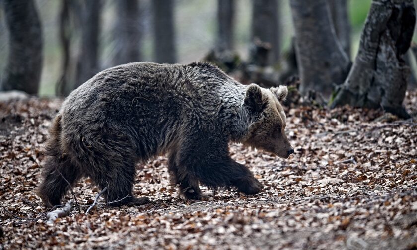 Τρόμος στην Άρτα: Αρκούδα επιτέθηκε σε κυνηγό, έπεσε σε γκρεμό για να σωθεί