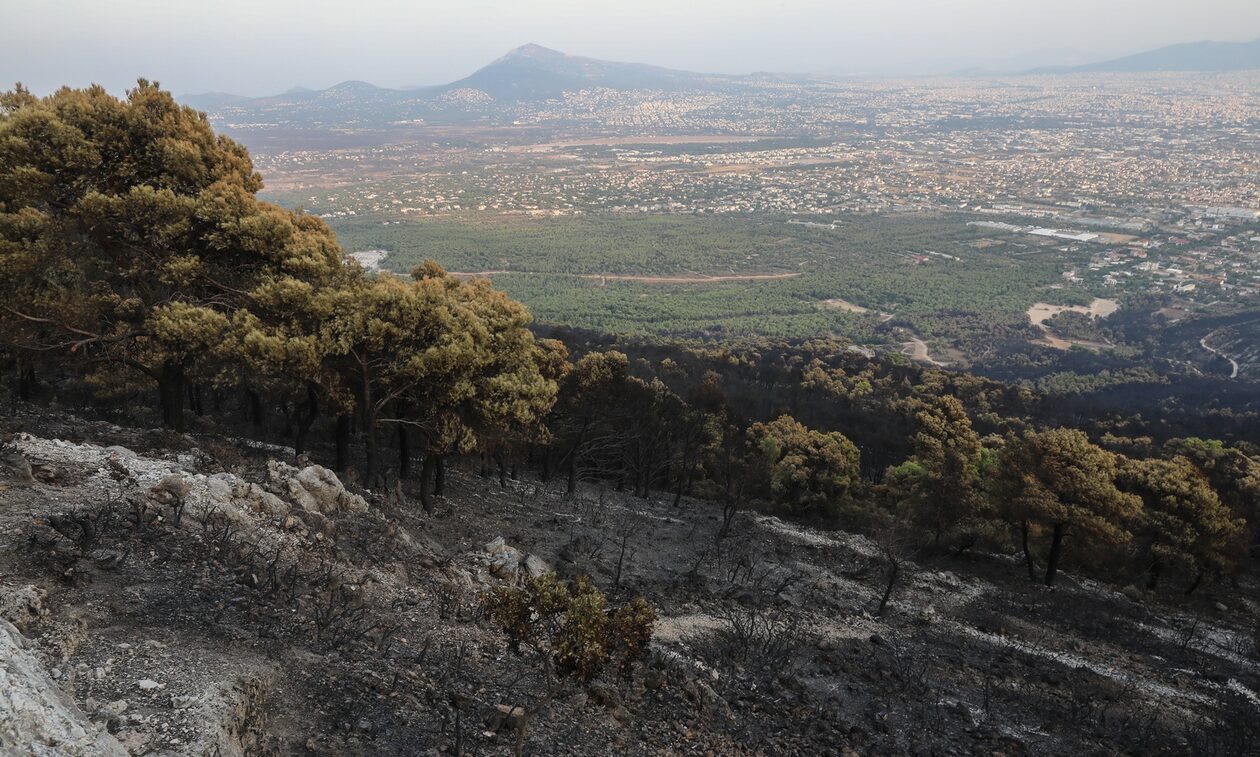 Φωτιά στον Έβρο: Η επόμενη μέρα στο δάσος της Δαδιάς – Τι μέτρα ζητούν οι δασολόγοι