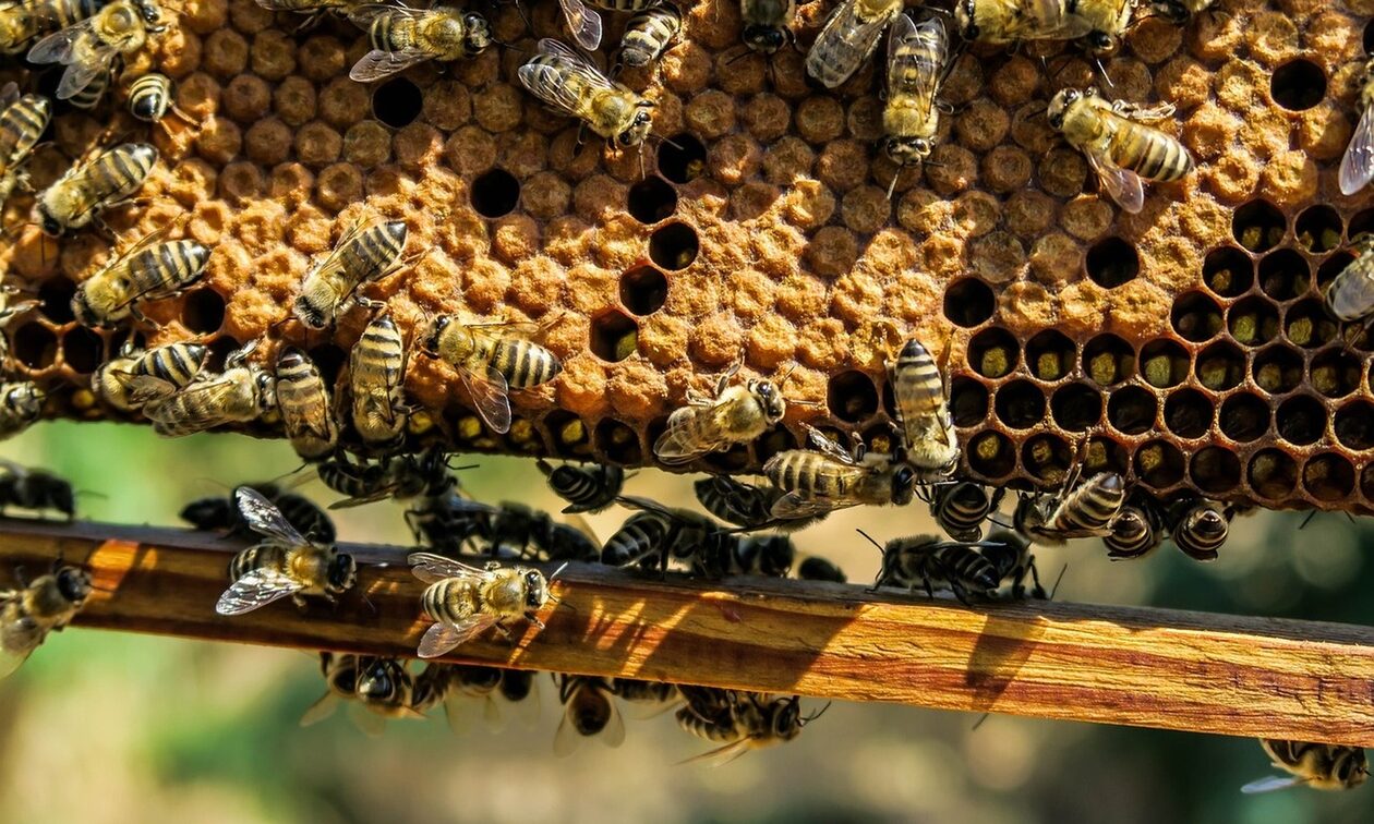 Καναδάς: Συναγερμός για 5 εκατομμύρια μέλισσες που έπεσαν από φορτηγό
