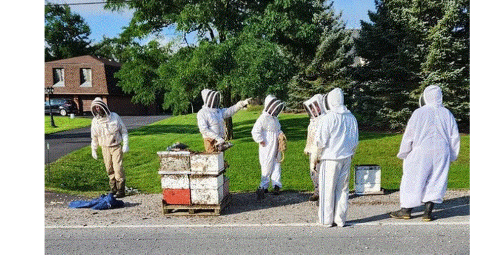 Εκατομμύρια μέλισσες προκάλεσαν πανικό στον Καναδά