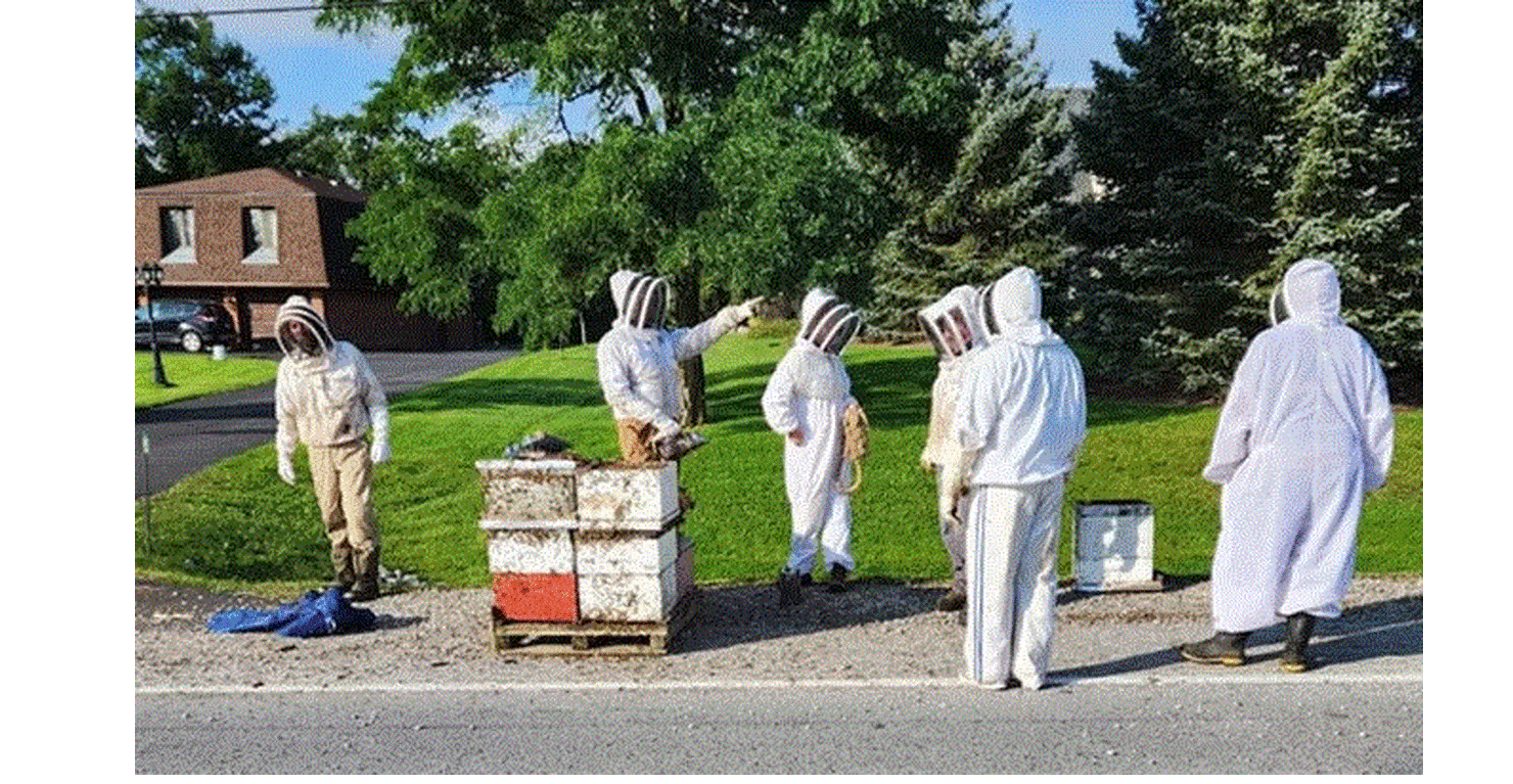 Συναγερμός στον Καναδά: Πέντε εκατομμύρια μέλισσες ξέφυγαν από καρότσα φορτηγού - Χάος στο δρόμο