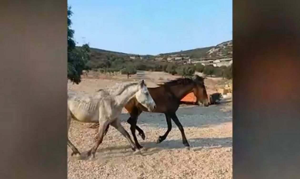 Άλογα κατεβαίνουν στους πρόποδες του Υμηττού για αναζήτηση τροφής