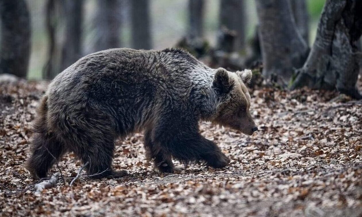 Ιταλία: Πυροβόλησαν θανάσιμα αρκούδα - Οργή από οργανώσεις δικαιωμάτων ζώων