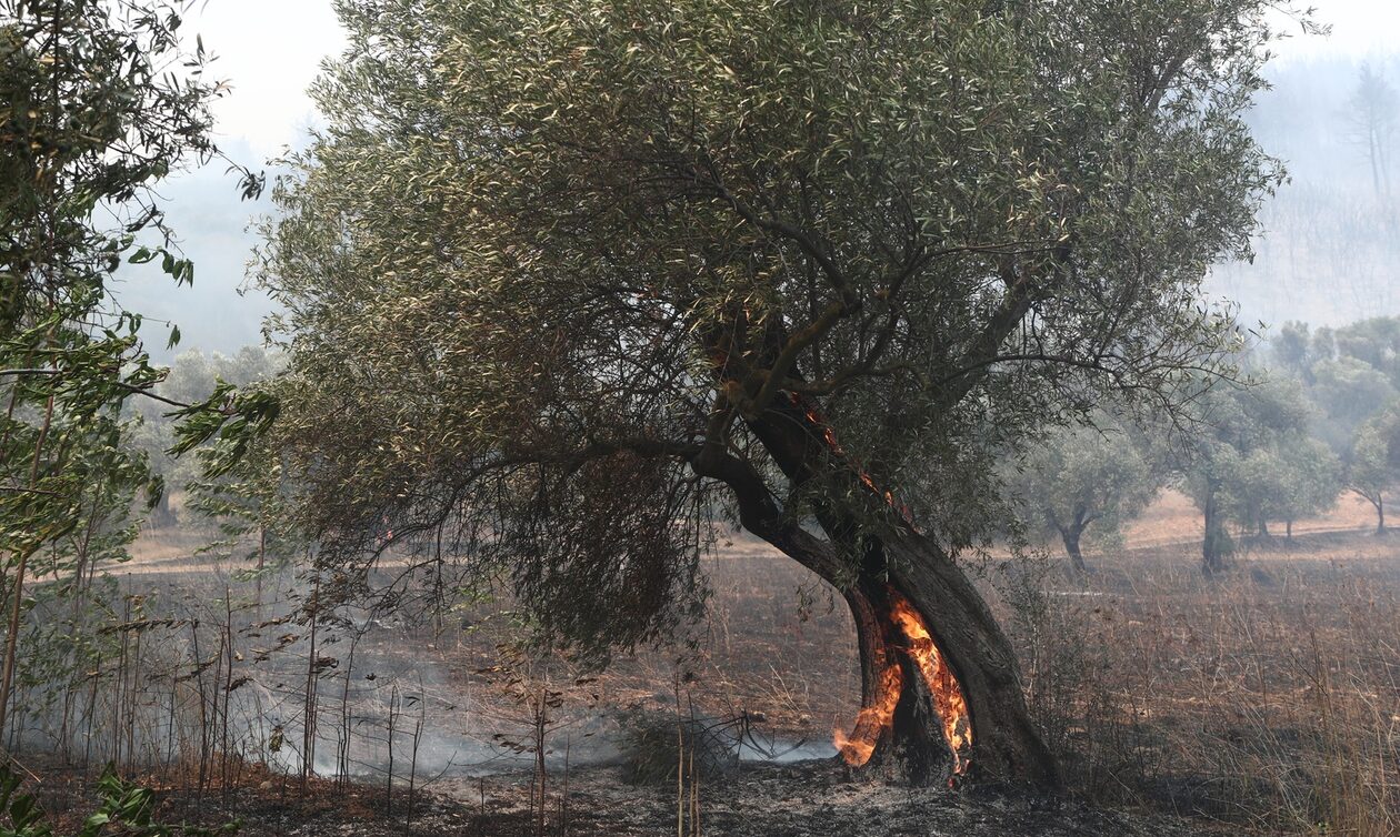 Φωτιές: Διευρύνεται το arogi.gov.gr και για τους πυρόπληκτους του Αυγούστου