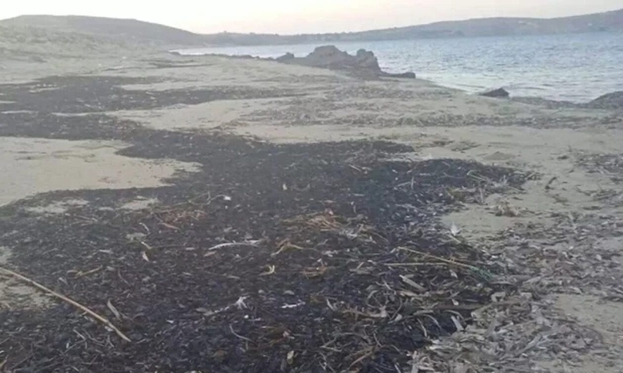 Φωτιά στον Έβρο: Αποκαρδιωτική εικόνα στη Λήμνο – Λουόμενοι εντόπισαν αποκαΐδια σε παραλία