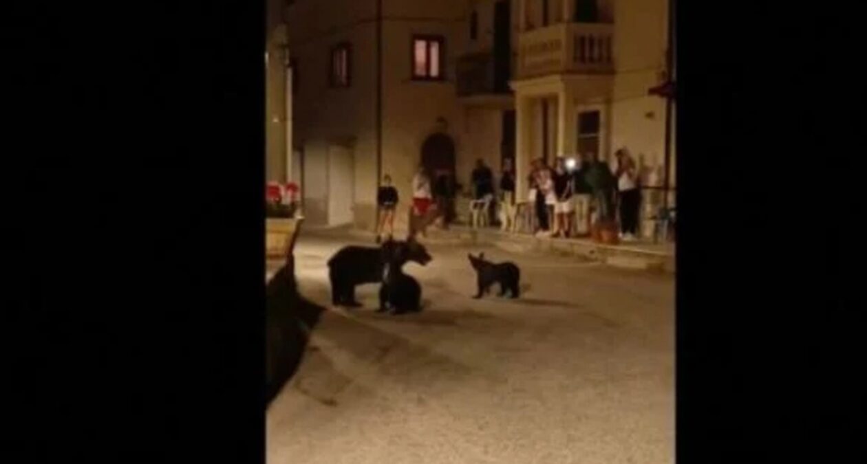 Ιταλία: Θύελλα αντιδράσεων για τη δολοφονία της πασίγνωστης καφέ αρκούδας «Αμαρένα»