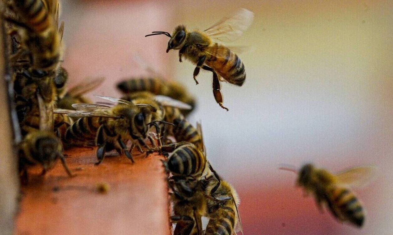 Μέλισσες εξουδετερώνουν μία γιγάντια σφήκα που επιτίθεται στην κυψέλη τους