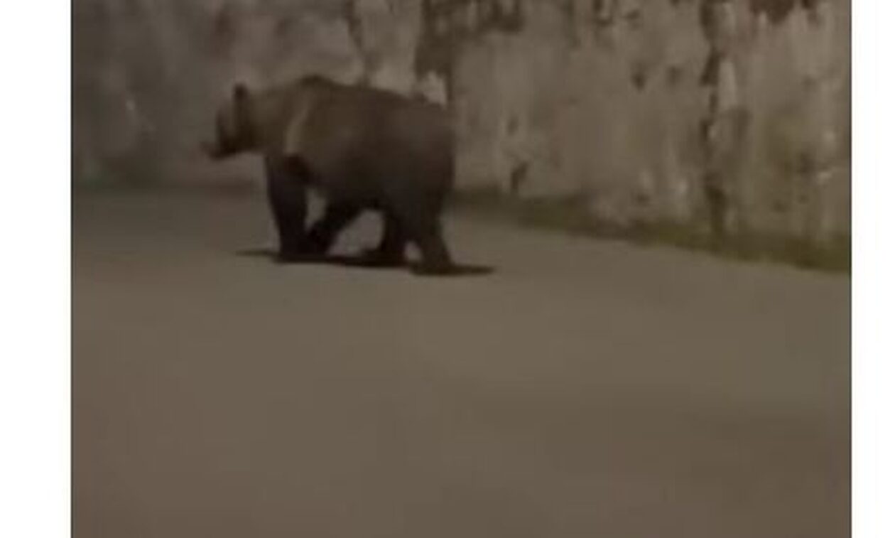 Ιωάννινα: Αρκούδα κάνει νυχτερινή βόλτα στην πλατεία ορεινού χωριού