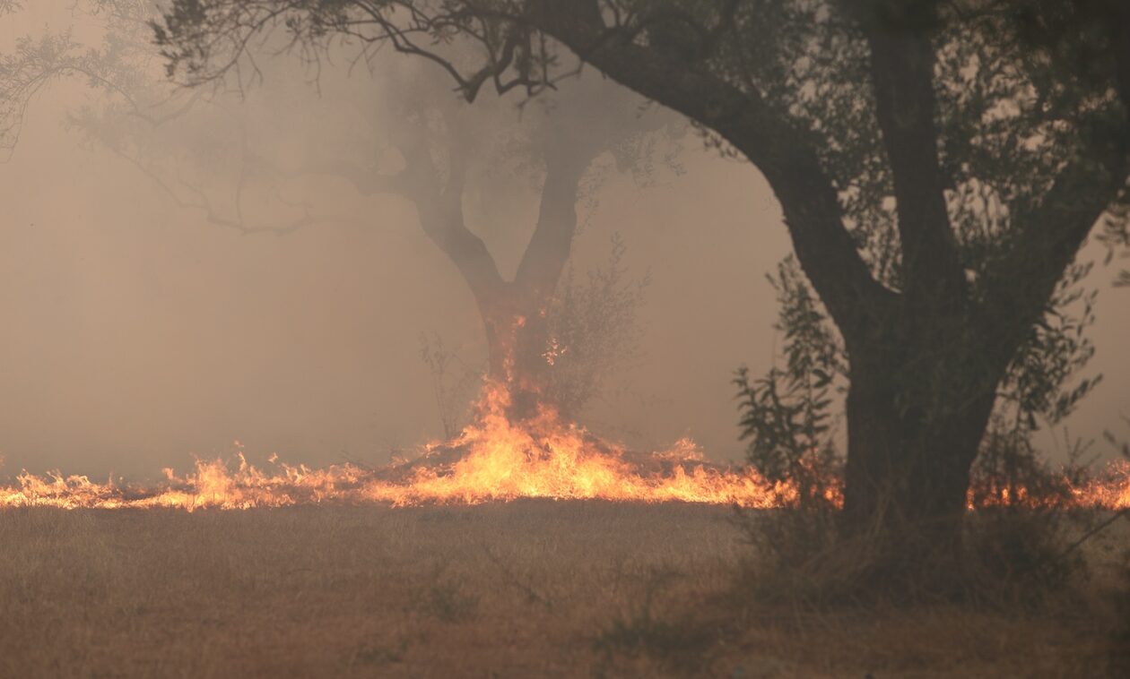 Ρεπορτάζ Newsbomb.gr - Φωτιά στον Έβρο: Γιατί οι φλόγες δεν έσβησαν ποτέ - Τι λένε ειδικοί