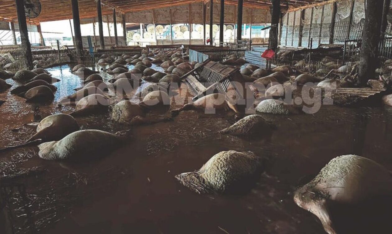 Κακοκαιρία Daniel: Μεγάλη καταστροφή σε κτηνοτροφικές μονάδες της Μαγνησίας – Δεκάδες νεκρά ζώα