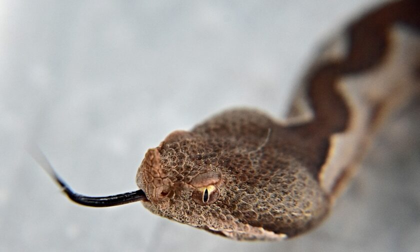 Τρίκαλα: Φίδι δάγκωσε ηλικιωμένη – Μεταφέρεται με αεροδιακομιδή στο νοσοκομείο