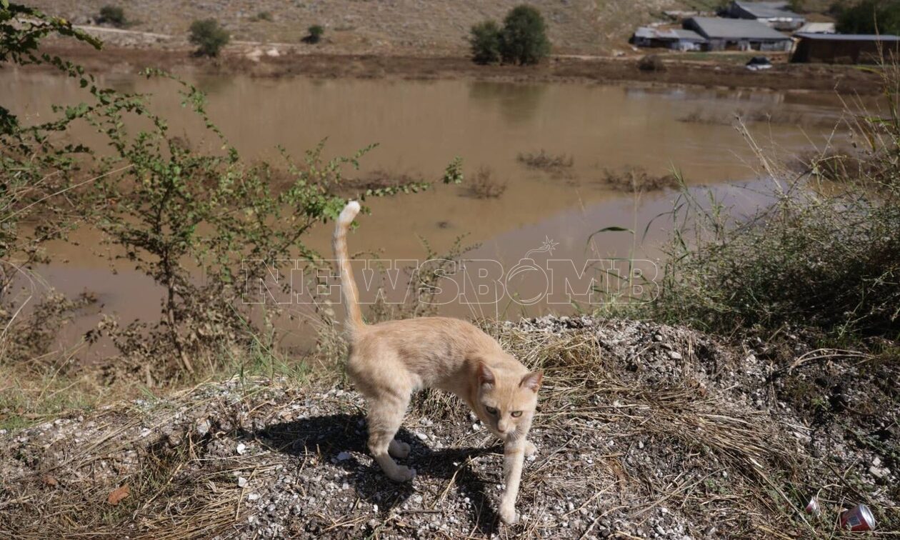 Θεσσαλία: Αγωνία για τους κτηνοτρόφους - «Όσα ζώα σώθηκαν από πνιγμό θα πεθάνουν από ασιτία»
