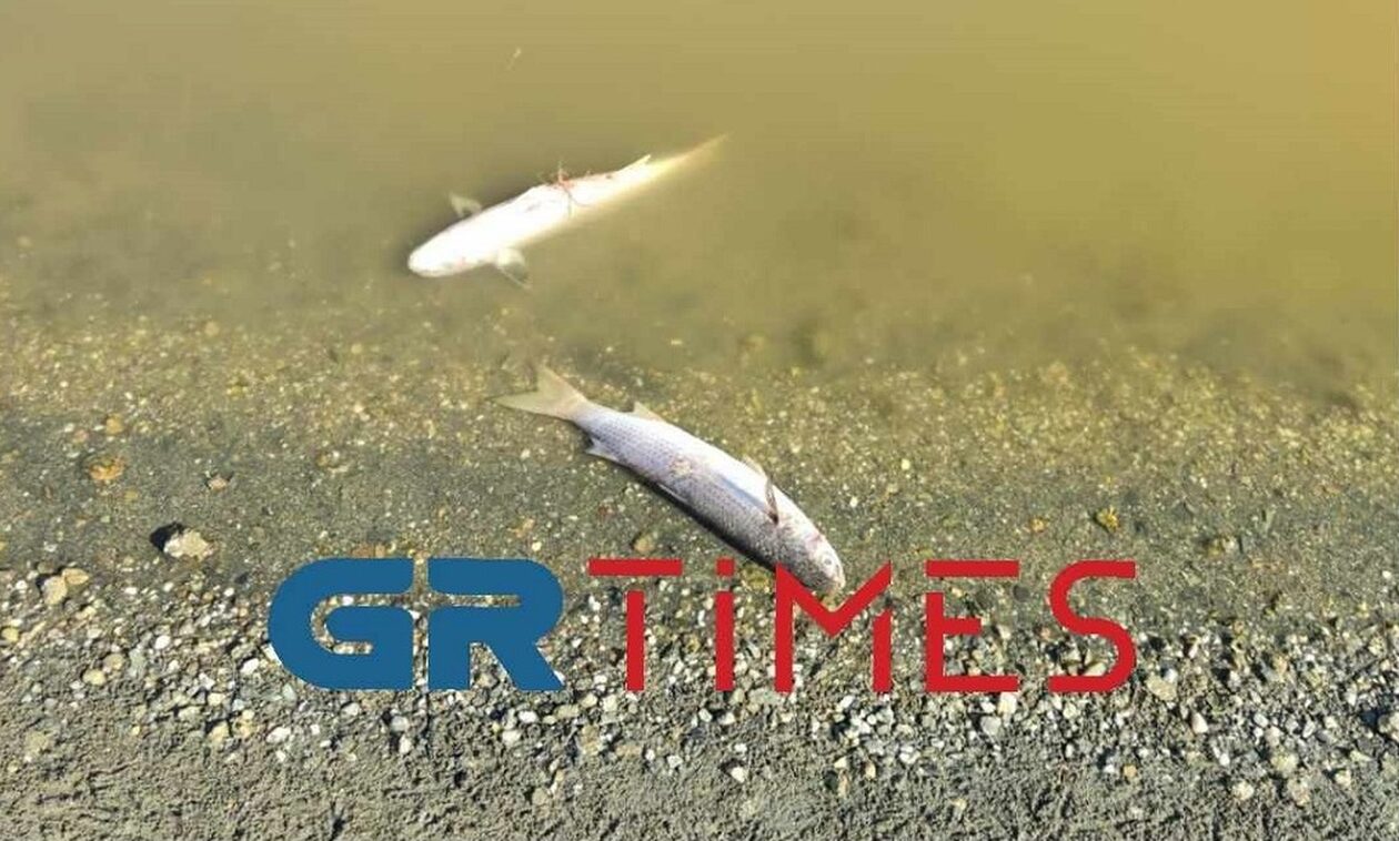 Χαλκιδική: Εκατοντάδες νεκρά ψάρια ξεβράζονται σε λιμνοθάλασσα