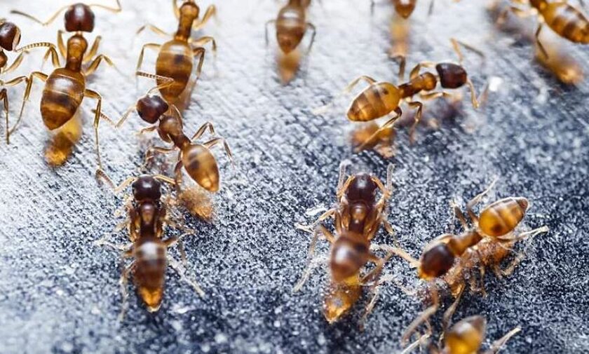 Τα κόκκινα μυρμήγκια της φωτιάς έφτασαν στην Ευρώπη