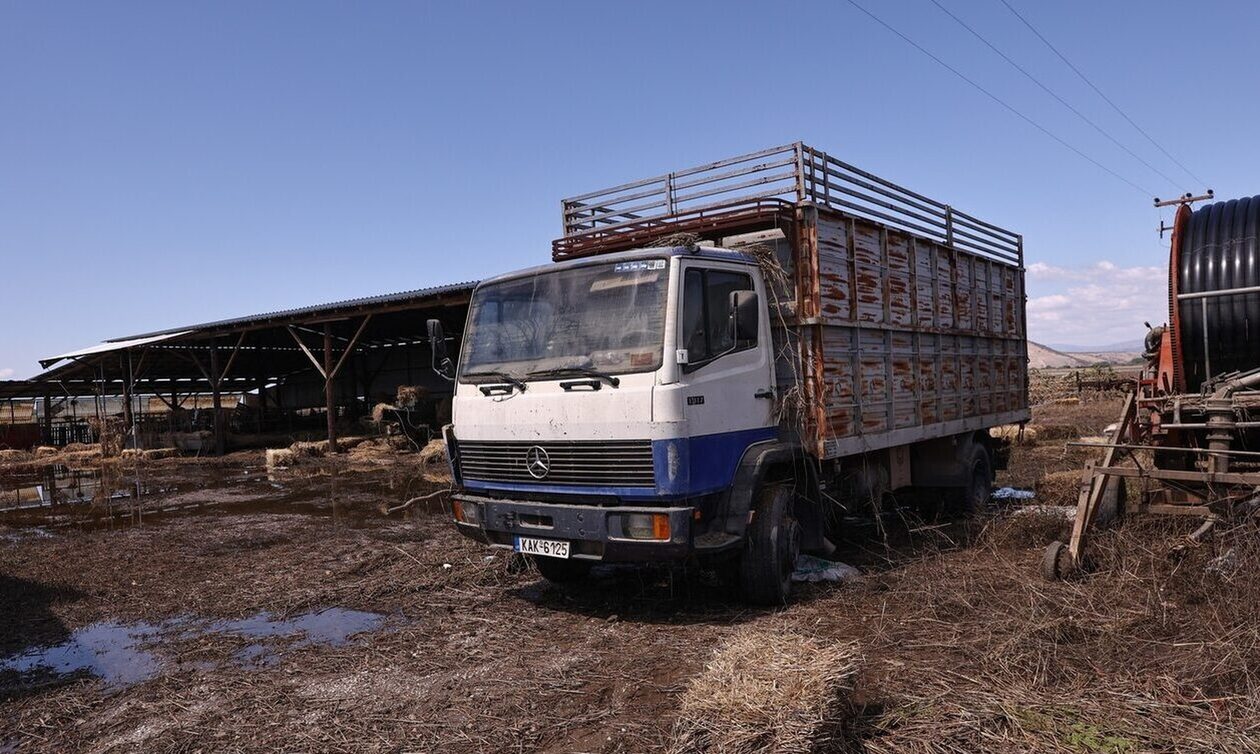 Κακοκαιρία Daniel: Σε απελπισία οι κτηνοτρόφοι - Δεν έχουν με τι να ταΐσουν τα ζώα που επέζησαν