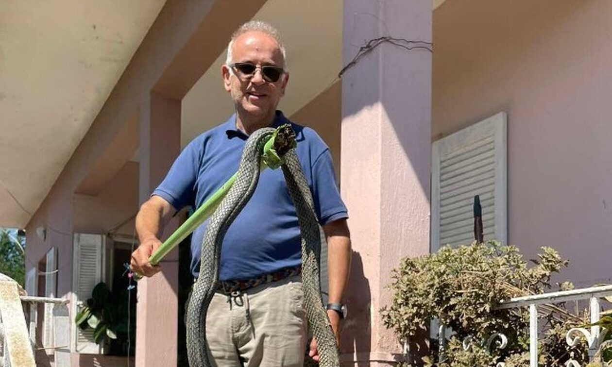 Παλαμάς: Το φίδι «Λαφιάτης» βγήκε από τα μολυσμένα νερά - Είναι μεγαλύτερο από δυόμισι μέτρα