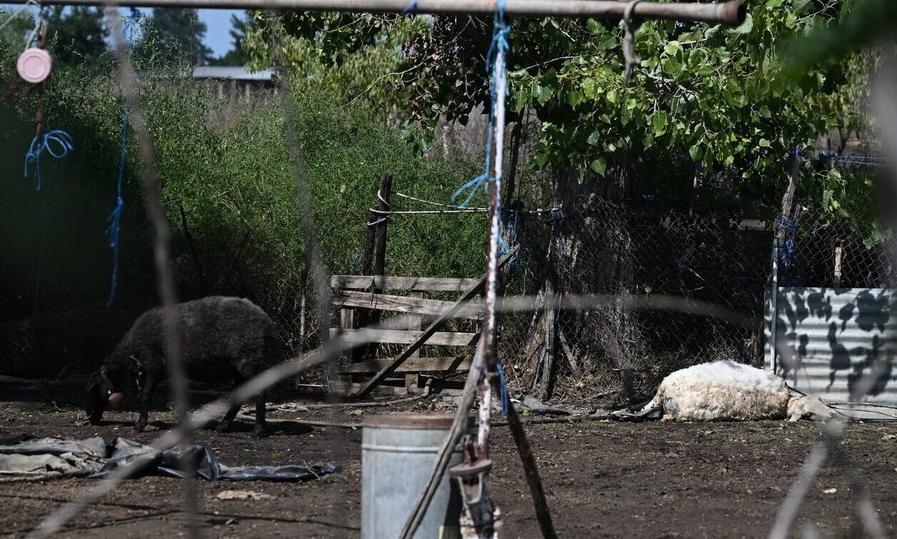 Τα νεκρά ζώα της Θεσσαλίας απειλούν τη δημόσια υγεία - SOS για τη διατροφική αλυσίδα σε όλη τη χώρα