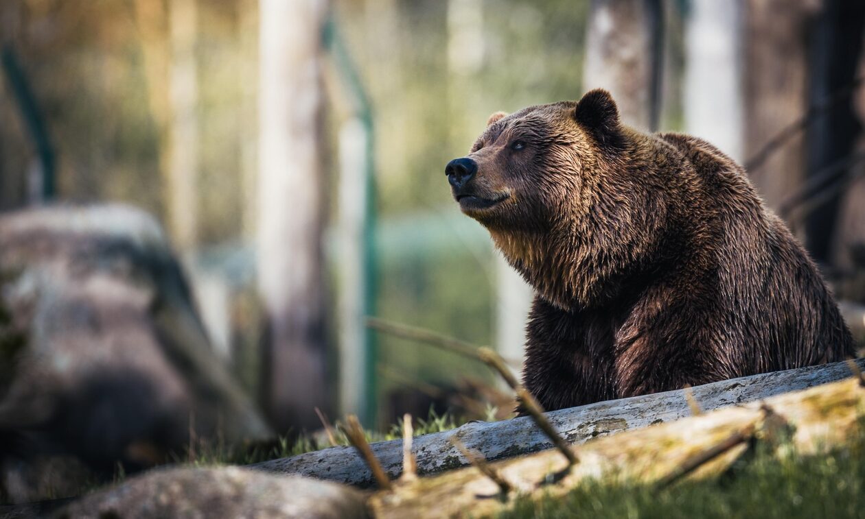 Καβάλα: Αρκούδα «έκοβε» βόλτες στο χωριό Λυκόστομο