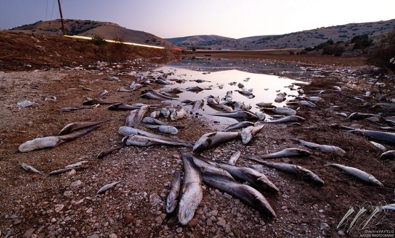 Αποκαρδιωτικές εικόνες στη Θεσσαλία: Χιλιάδες νεκρά ψάρια καλύπτουν τον κάμπο (pics)