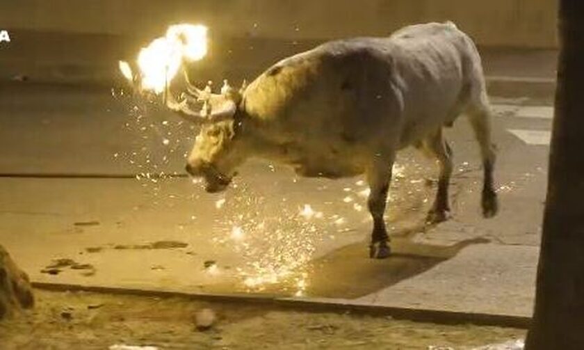 Βαλένθια: Άγριος βασανισμός σε ταύρο - Του έβαλαν φωτιά στα κέρατα και τον χτυπούσαν