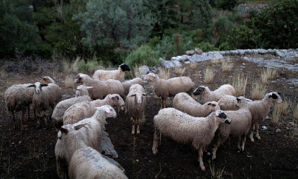 Μαγνησία: Πρόβατα φέρονται να έφαγαν 100 κιλά κάνναβης και… την άκουσαν