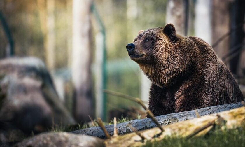 Φθιώτιδα: Αρκούδα επιτέθηκε σε κτηνοτρόφο - Τη «γλίτωσε» με τραύματα στο πρόσωπο