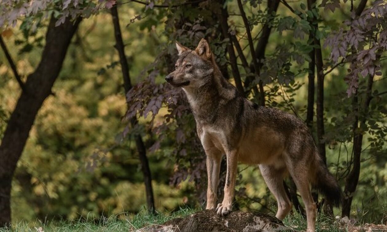 Περιβαλλοντικές οργανώσεις προς Ε.Ε.: «Μην... πυροβολείτε τους λύκους»