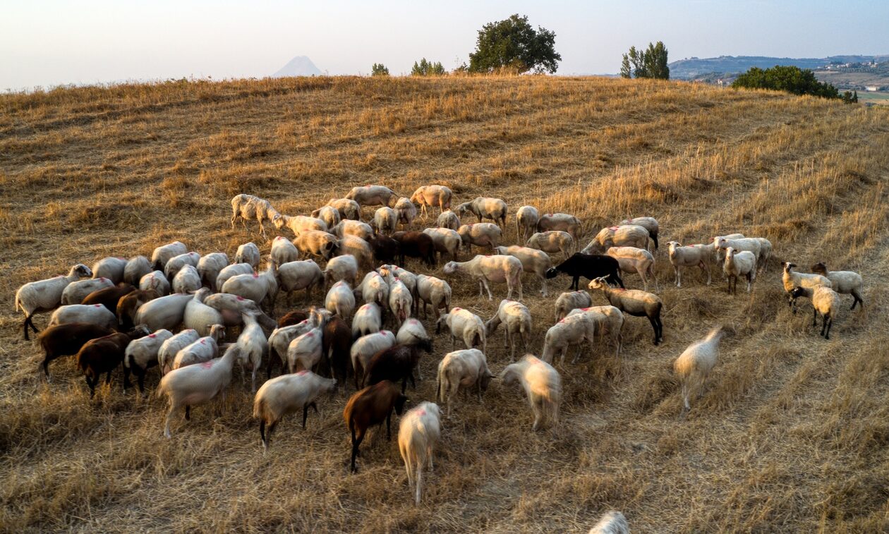 Ανατροπή με τα πρόβατα στον Βόλο: Έφαγαν 300 κιλά κάνναβης - «Πηδούσαν πιο ψηλά από κατσίκια»