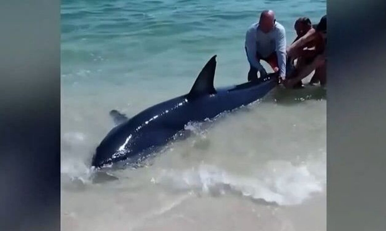 Άνθρωποι σώζουν επιθετικό και τεράστιο καρχαρία που βγήκε σε παραλία