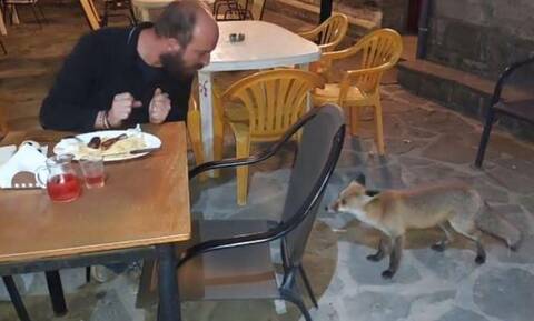 Ναυπακτία: Η κυρά-Μαρώ η αλεπού τακτικός θαμώνας στο καφενείο του χωριού