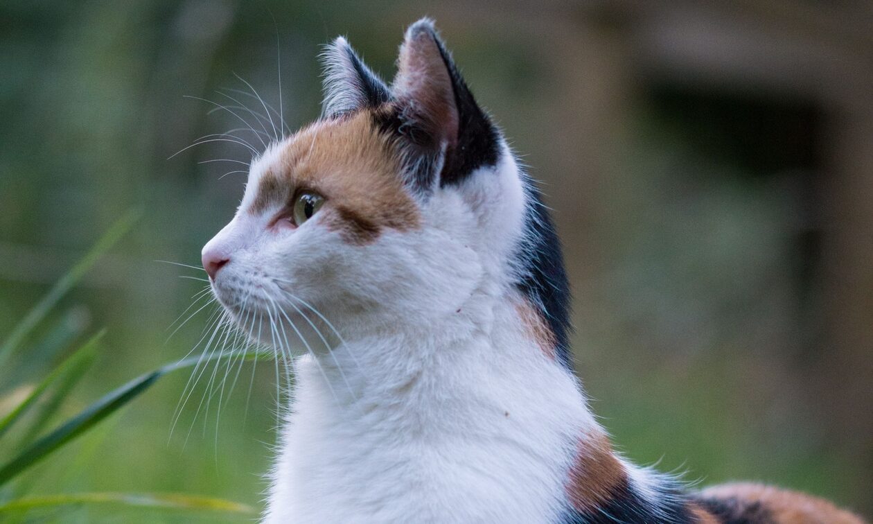 Κτηνωδία στη Μυτιλήνη: 62χρονος σκότωσε γατάκι με καλάμι ψαρέματος
