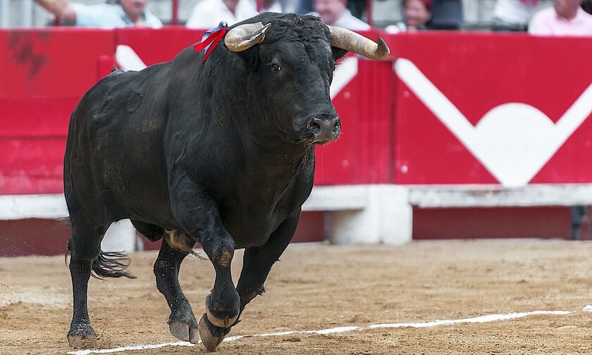 Ισπανία: Νεκρός άνδρας σε φεστιβάλ ταυροδρομίας - Τον κάρφωσε ταύρος με τα κέρατά του