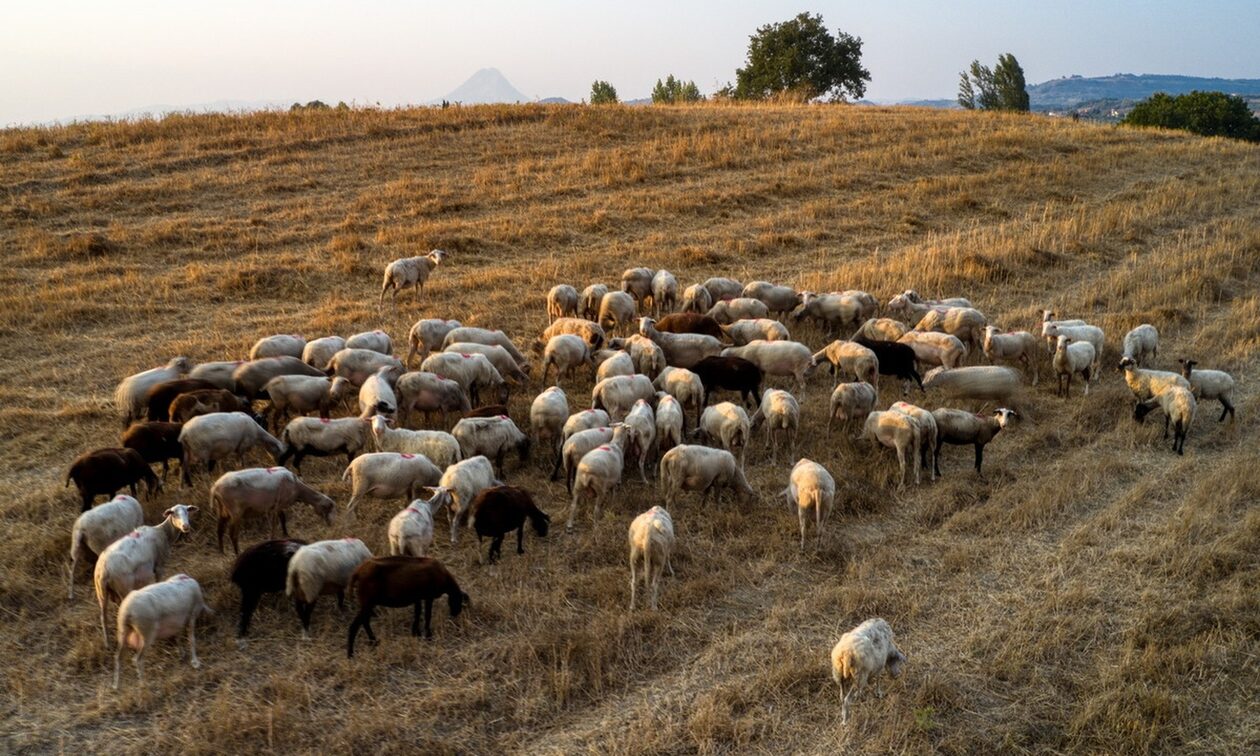 Προβληματισμός στους κτηνοτρόφους: Επιδημία σπογγώδους εγκεφαλοπάθειας αφανίζει κοπάδια αιγοπροβάτων