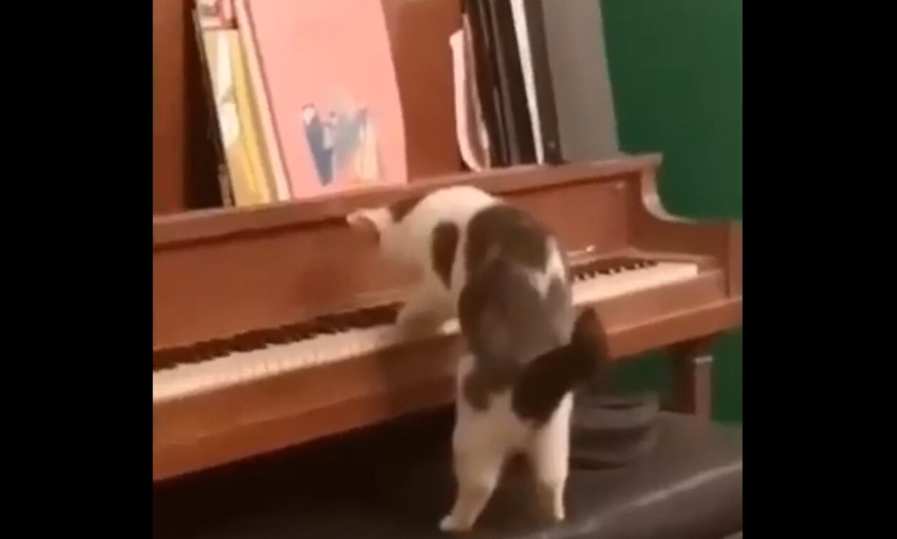 Η γάτα που εντυπωσίασε με το... ταλέντο της στο πιάνο