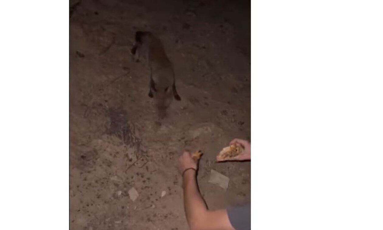 Συγκινητικό βίντεο: Κάτοικος του Έβρου ταΐζει αλεπουδίτσα στα καμμένα