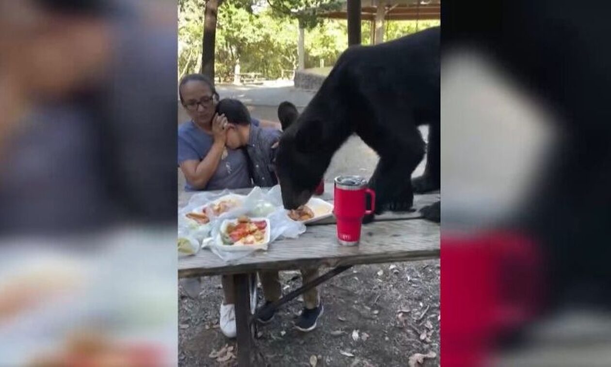 Μεξικό: Αρκούδα έκανε... ντου σε οικογένεια την ώρα που έκανε πικνίκ (βίντεο)