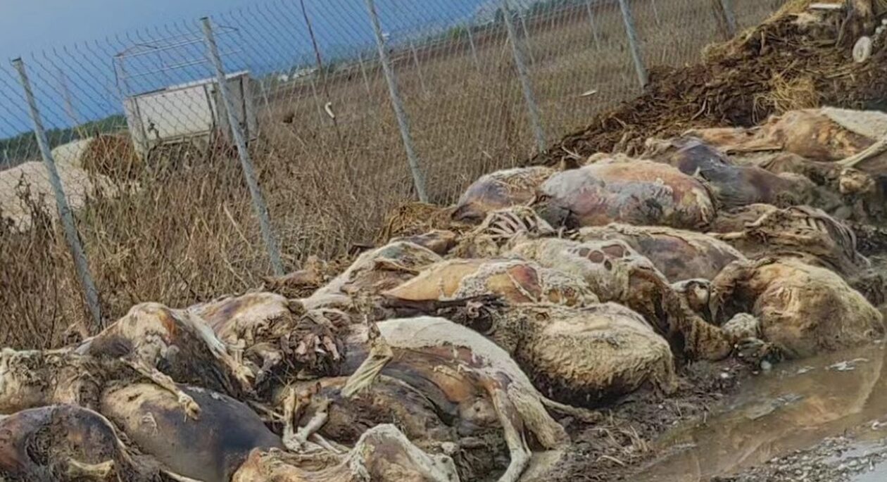 Τρίκαλα: Εισαγγελική παρέμβαση για τα δεκάδες νεκρά ζώα έξω από κτηνοτροφική μονάδα