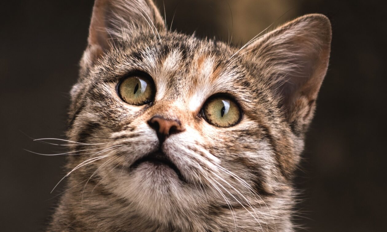 Γαύδος:Καταγγελία πολίτη για γάτες που πεθαίνουν μετά από στείρωση λόγω μη μετεγχειρητικής φροντίδας