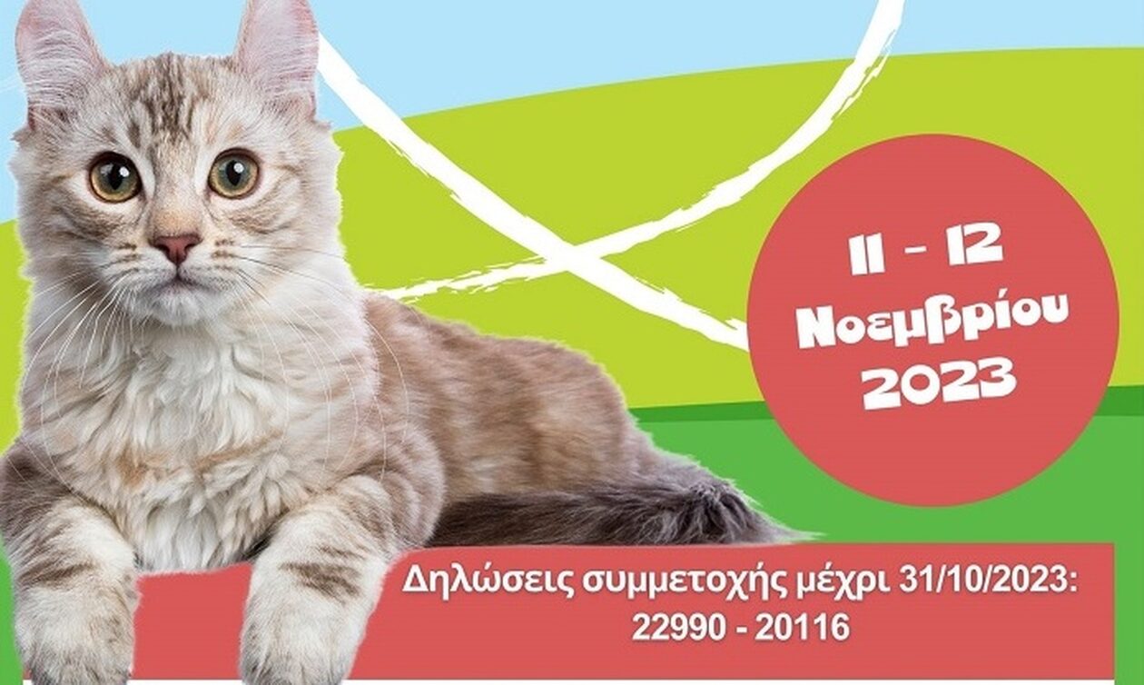 Δήμος Μαρκοπούλου: Δωρεάν στείρωση αδέσποτων γατών