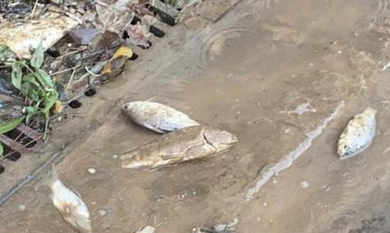 Κακοκαιρία Elias – Βόλος: Ξεβρασμένα ψάρια σπαρταράνε στους δρόμους της Νεάπολης