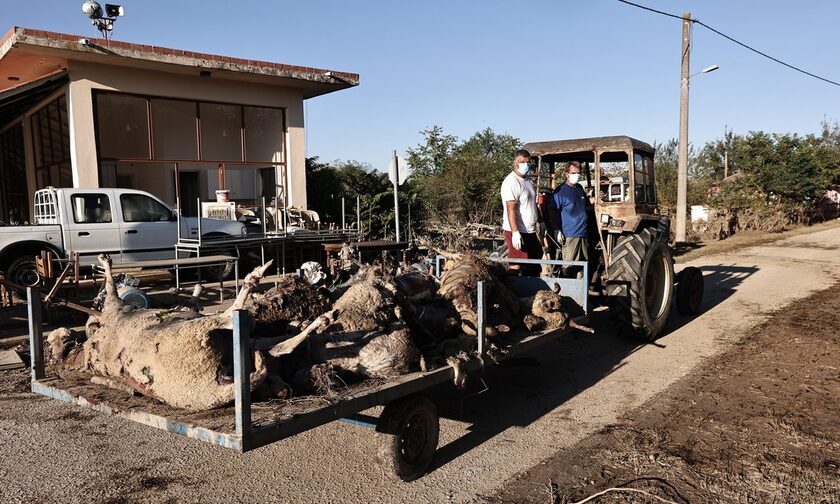 Κακοκαιρία Daniel: Άταφα παραμένουν εκατοντάδες ζώα στη Θεσσαλία