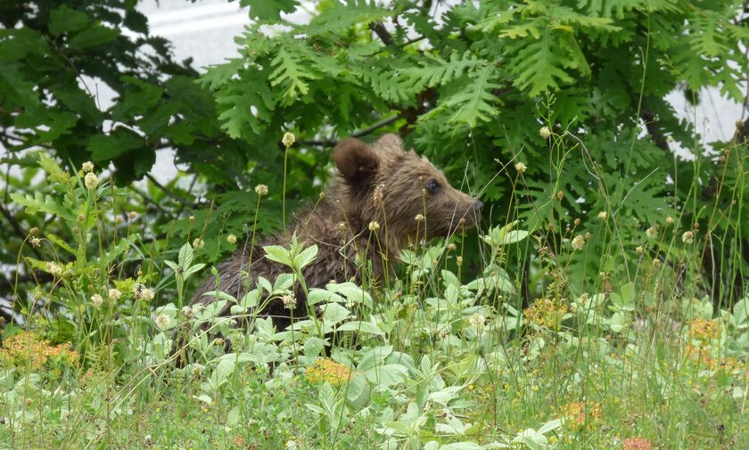 Φλώρινα: Λαθροκυνηγός πυροβόλησε και σκότωσε αρκουδάκι