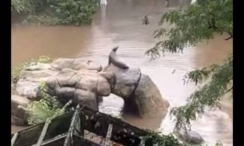 ΗΠΑ: Θαλάσσιο λιοντάρι βγήκε από την πισίνα πλημμυρισμένου ζωολογικού κήπου στη Νέα Υόρκη