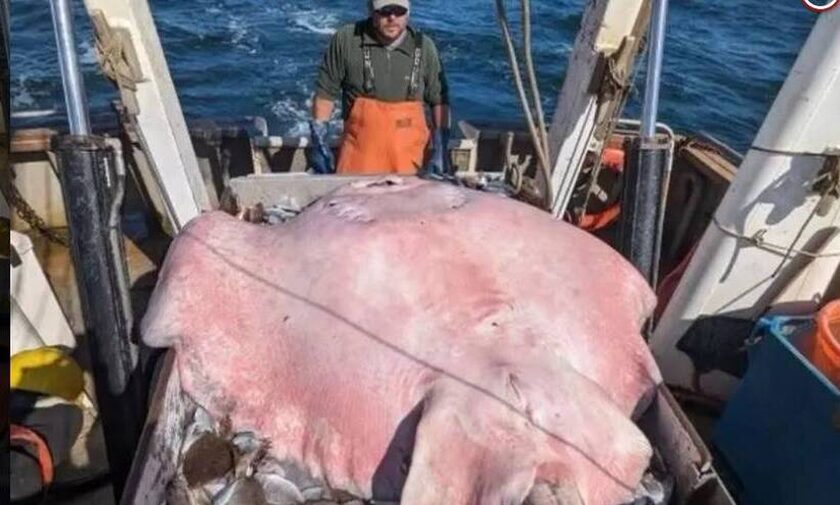ΗΠΑ: Ανακαλύφθηκε σαλάχι-γίγας βάρους 181 κιλά - Αφέθηκε ελεύθερο στον Ατλαντικό