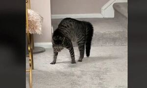 Η ξεκαρδιστική αντίδραση μιας γάτας όταν κάποιος τόλμησε να καθίσει στη θέση της